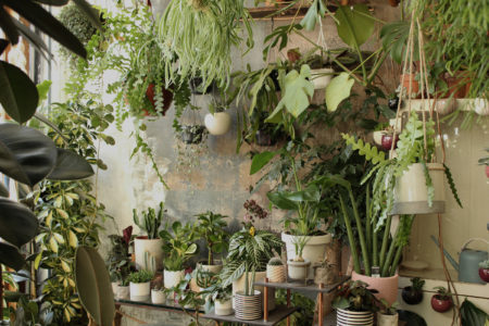 Conservatory Archives