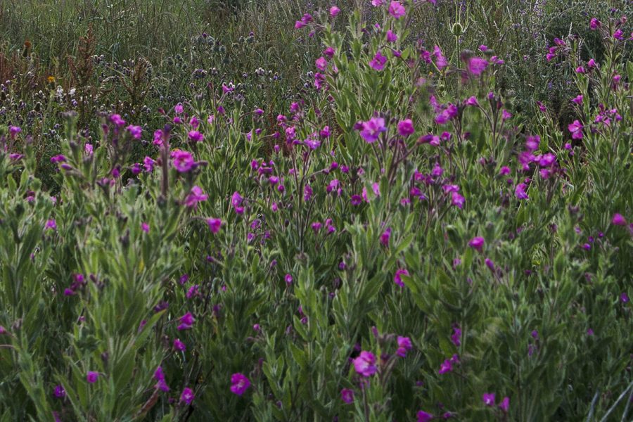 Plots of Land